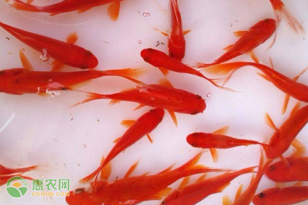 阿勒泰水族批發(fā)市場(chǎng)在哪里有（阿勒泰比較有名的魚(yú)） 紅老虎魚(yú)