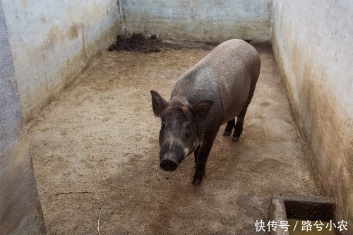 农村夫妻养殖杂交野猪年入50万,遭真野猪入侵