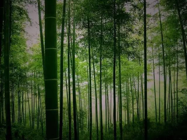 该作品表现的是垂直向上生长的竹子,垂直式的构图,简洁而又有深度!