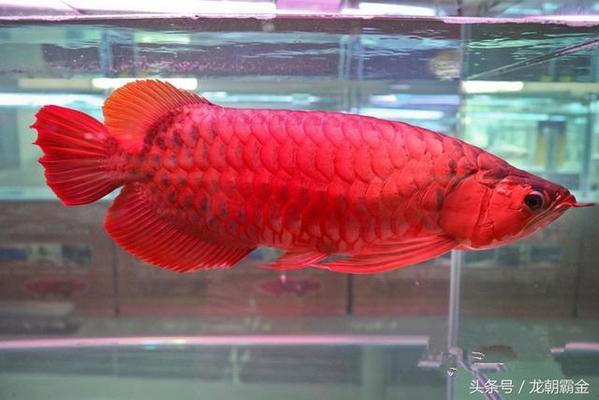 天津市津南區(qū)鑫榮水族館（天津市津南區(qū)鑫榮水族館電話）