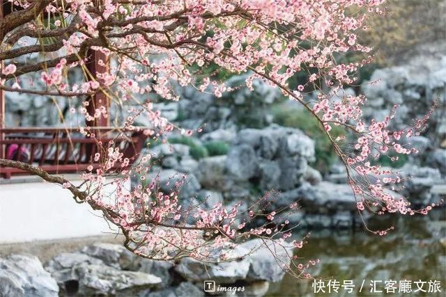 江浙沪又一网红打卡地!有轨电车穿过海棠花海,2元直达太湖