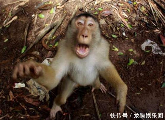 猕猴突然朝着摄像机冲了过去,这之后的事情真