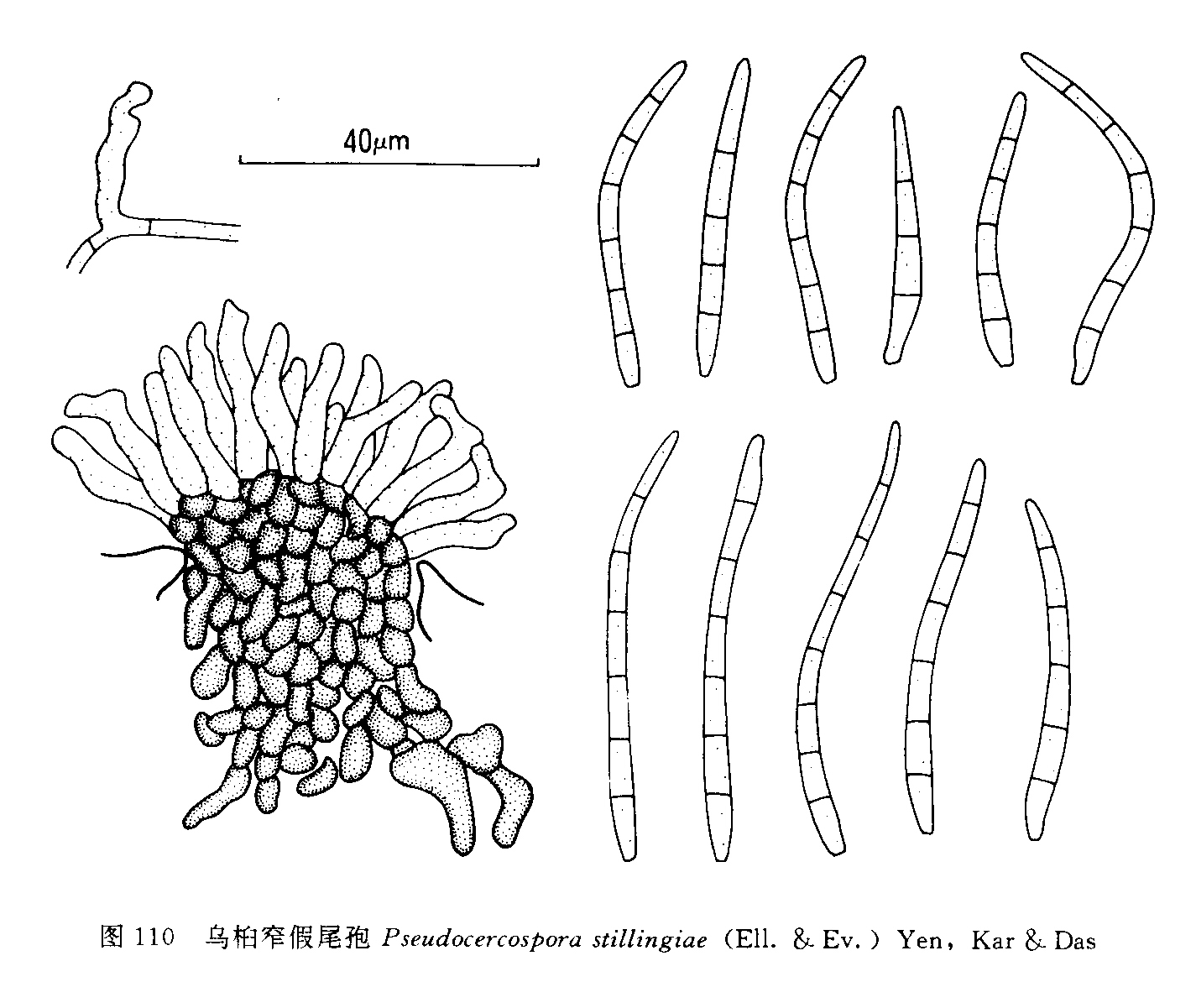 乌桕窄假尾孢