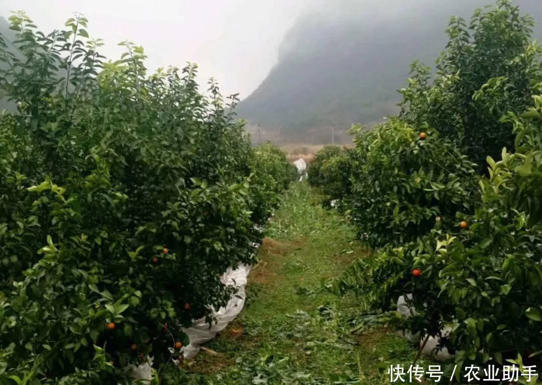 砂糖桔收尾,晚熟柑橘清园施肥,如何打响柑橘春