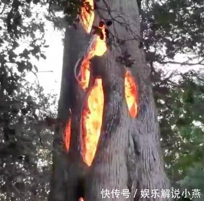 大树着火,男子看到吓得立马报警,警察来到后直接把他带走了