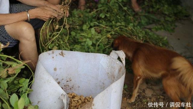 洛阳近郊农村游,门前种花鸡犬相闻,涧河垂钓庄