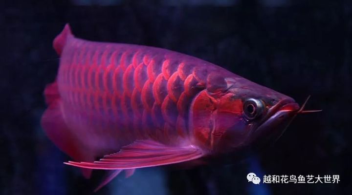 江門市新會(huì)區(qū)會(huì)城金榮水族店