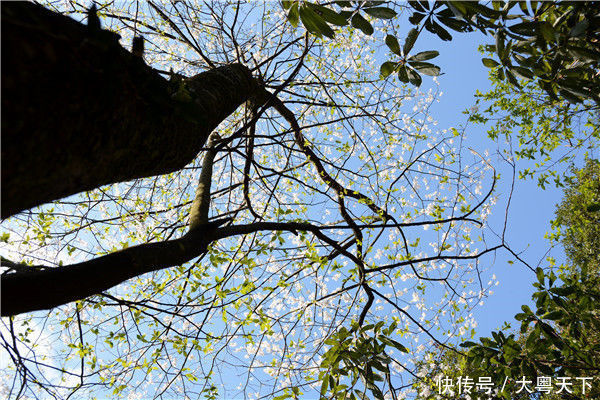 广东连山金子山发现大面积天然陀螺果花,极具