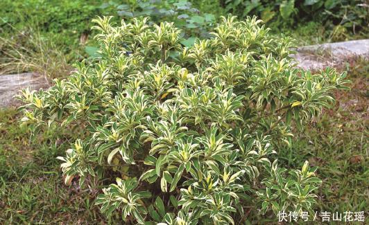 华南地区斑叶植物品种 华南地区斑叶植物有哪