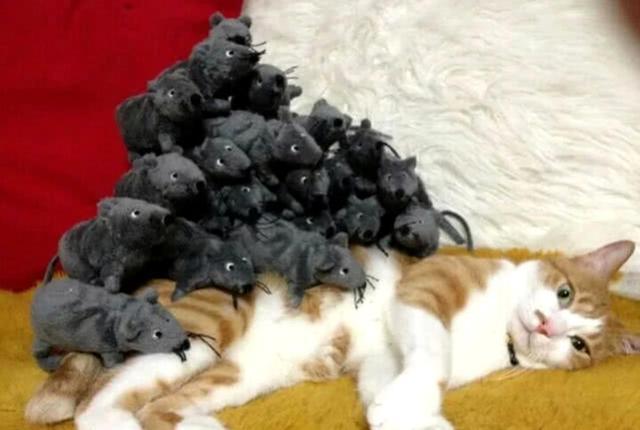 迷迷糊糊的感觉怎么回事 t01440d0eb7233b6036.jpg