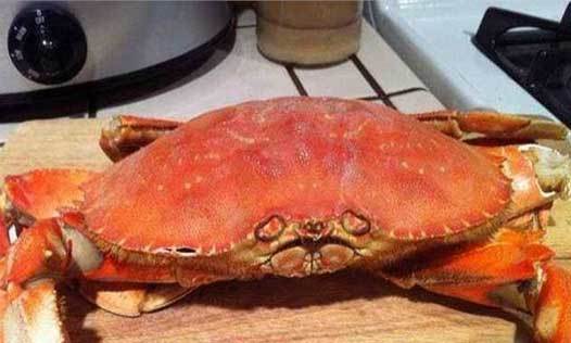 全球8大最受欢迎的大螃蟹,一个比一个美味!