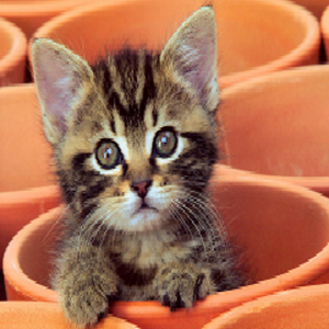 Cute kitten Puzzle