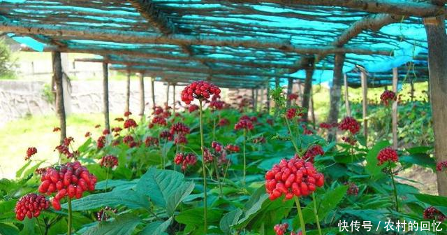 2018年种植什么中药材最赚钱种植未来5年将稀