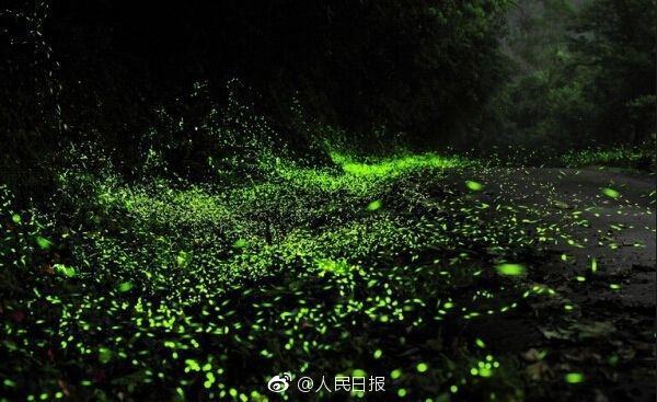 我国萤火虫正面临灭绝 被拉到城市可能活不过3天 - 钟儿丫 - 响铃垭人 我国萤火虫正面临灭绝 被拉到城市可能活不过3天 - 钟儿丫 - 响铃垭人