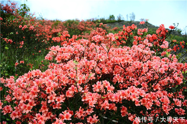 五一四天假期,广东连山金子山盛放满山杜鹃花