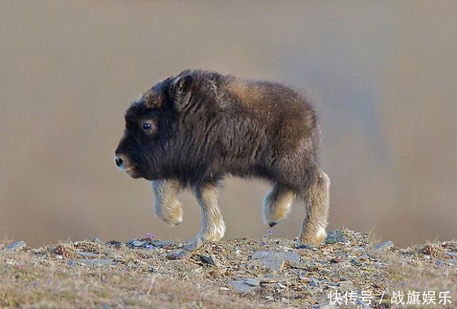 当动物没有了脖子,长颈鹿、大象、河马北极熊