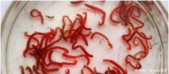 为什么我饲养的金鱼总是养不活