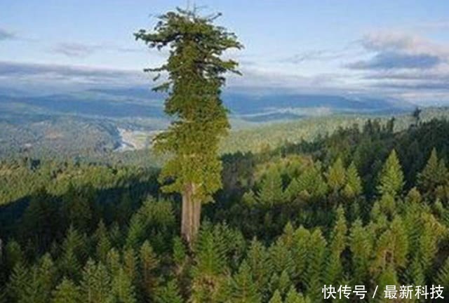 世界上最高的树,一年蒸发175吨水,网友称:大自