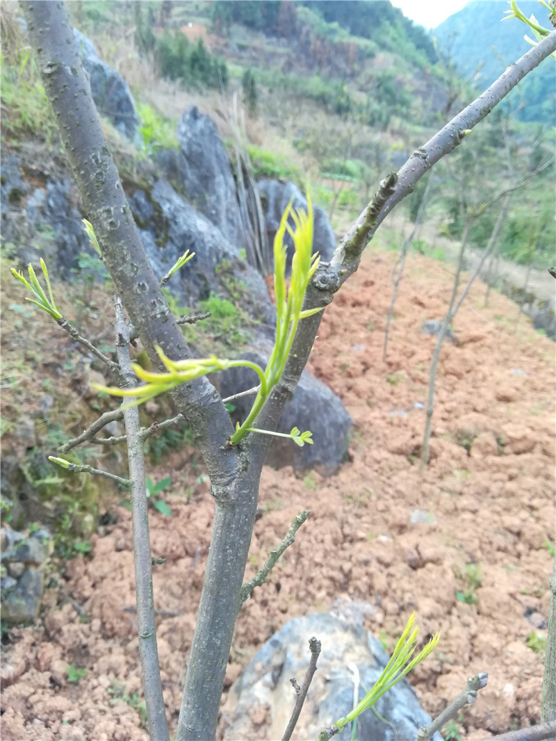 涟源黄鹂芽茶的口感疑似加多宝饮料和王老吉凉茶配方的味道