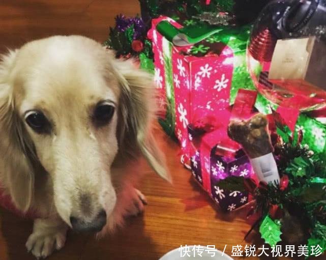 陶喆发文悼念去世爱犬,透露江佩蓉因产子而冷