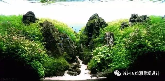 鱼缸水草种子种植方法（鱼缸水草种子种植方法图片）