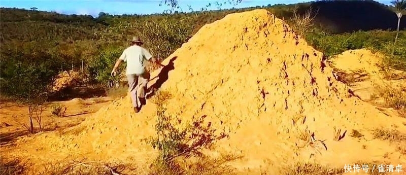 世界最大“白蚁王国”,约3米高的土丘遍布大地,十分壮观 银河娱乐网址大全