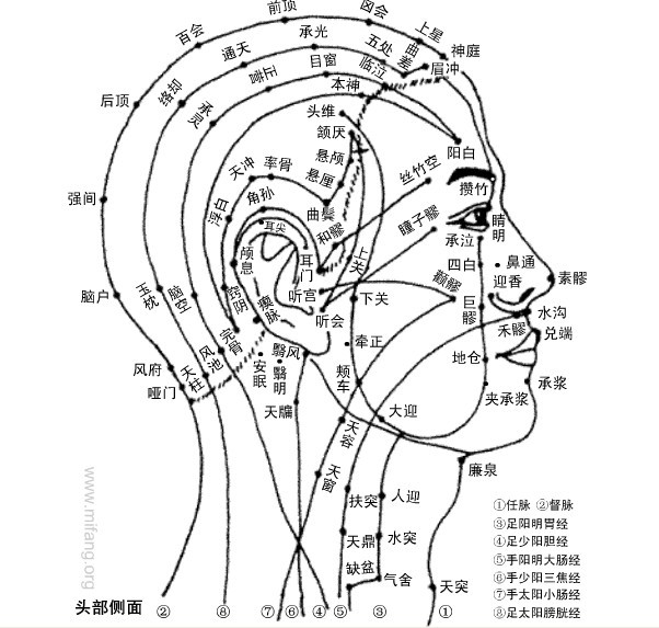 和髎穴-头部颈部穴位图