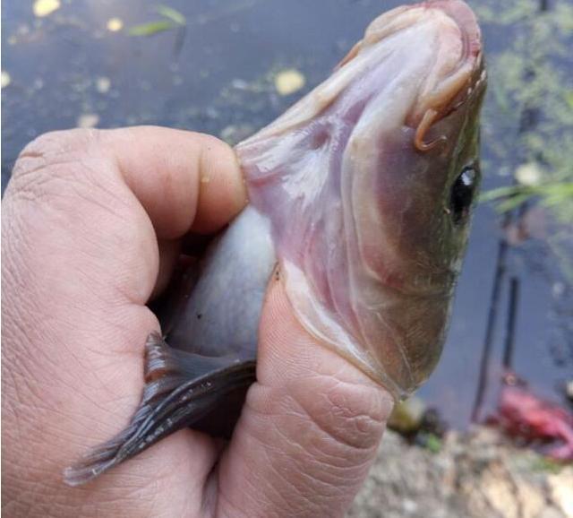 各位钓友帮看下这鱼为什么全身发紫?