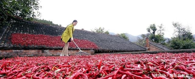 9月4日辣椒怎么卖?2018年行情预测干辣椒价格