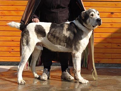 哈萨克牧羊犬,原产地中国新疆,哈萨克斯坦.