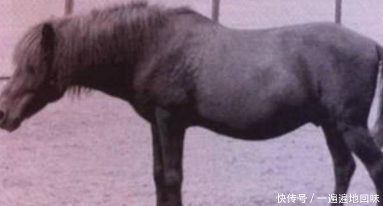 日本人的骑兵为什么那么厉害?全都是这种马,打起来优势太大了