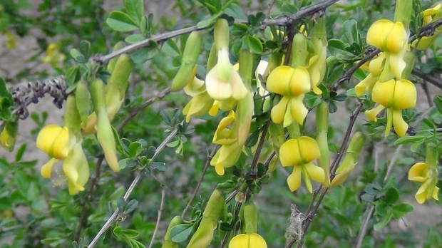 这是什么植物?黄芪吗