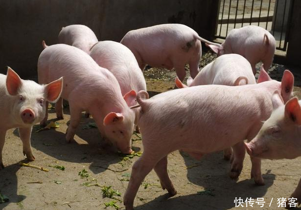 猪客网赵辉:猪价下跌,仔猪便宜,现在正是补栏好