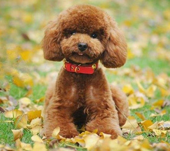 养泰迪犬的注意事项_好搜新知