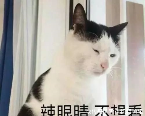 猫咪吸猫薄荷会上瘾?猫薄荷对猫有害么?