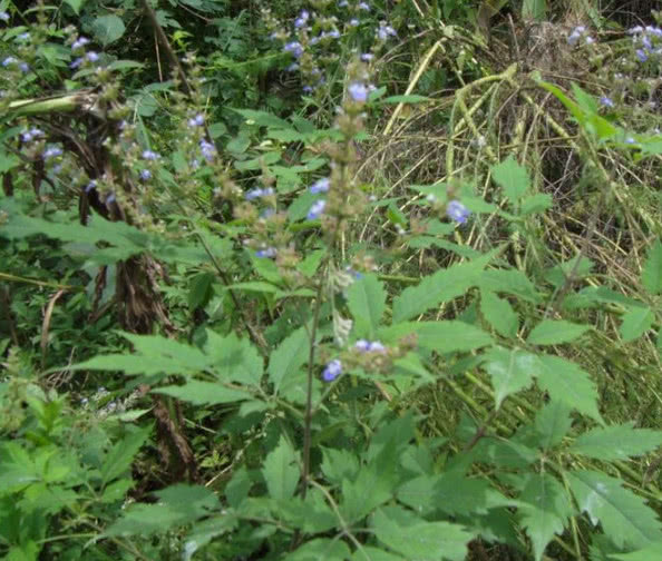 农村一抓一大把的野草，如今身价暴涨，一斤上千还供不应求