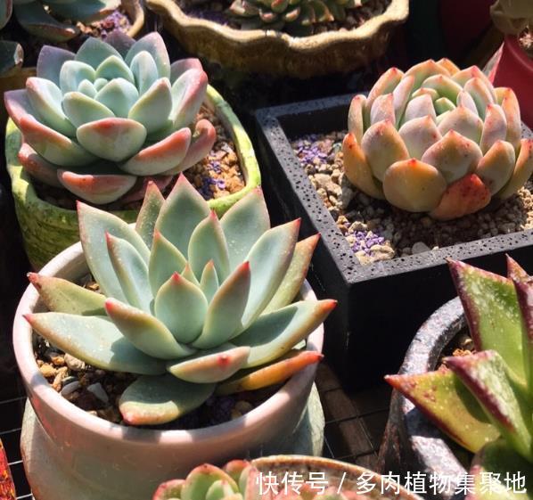 想移栽和分株多肉植物,学这几个技巧,养多久都