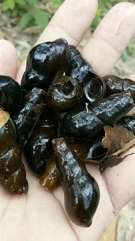 现在越来越少了,现在的环境污染的这么严重,估计有些河里检的未必敢吃