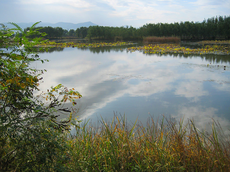 翠湖湿地公园