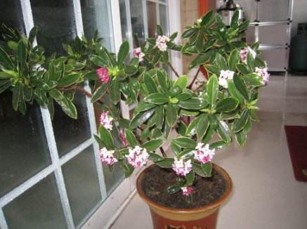 总是失眠,不妨在卧室养这 4种花 ,既能杀螨虫,又