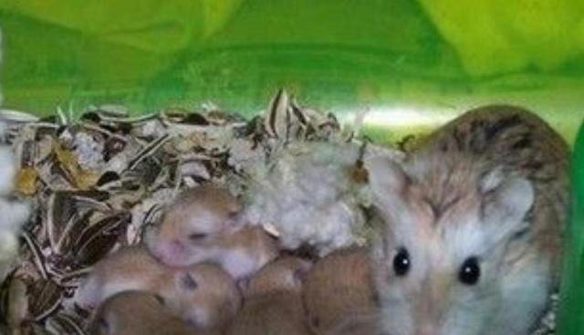 宠物饲养指南,如何照顾怀孕的仓鼠