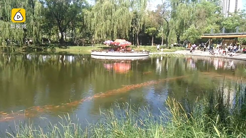 太原龙潭公园:数千锦鲤排长队 图片引众多网友转发