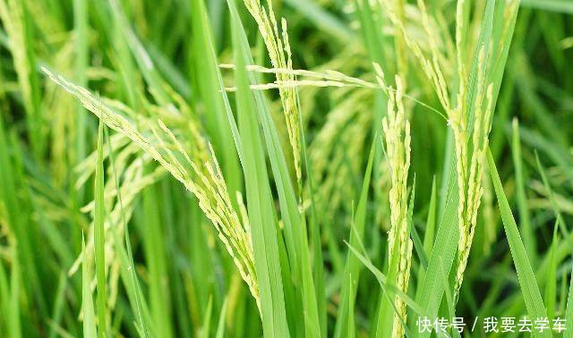 芸苔素和磷酸二氢钾一起混用,水稻就会出现新