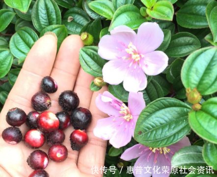 在大山里的不起眼的果实,竟是野花界的美女,药