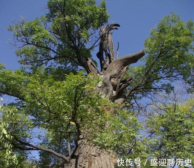 而又永远理智,曾坚决反对外国部队进入长江流