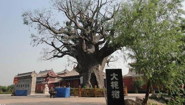 中国历史上影响最大的移民:山西洪洞大槐树