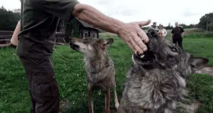 俄罗斯9岁小魔女养恶狼当宠物, 5年后发生了巨