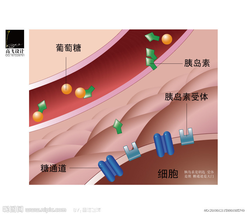 胰岛素