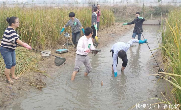 农民把稻谷与它混合种养，每亩增收近万元