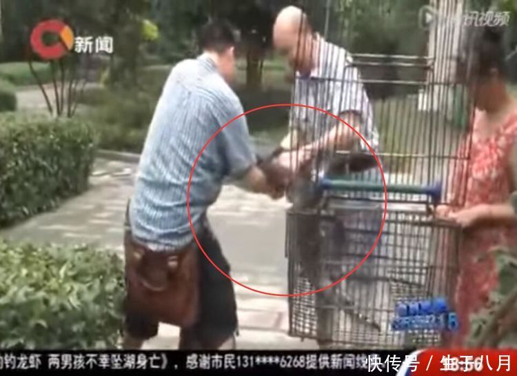 一养就是九年,小蛇变百斤巨蟒,老夫妻两每天推